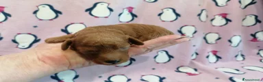 Barboncino Toy Cucciolo 1
