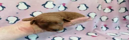Barboncino Toy cani in vendita: Barboncina Toy femmina - Annuncio 6