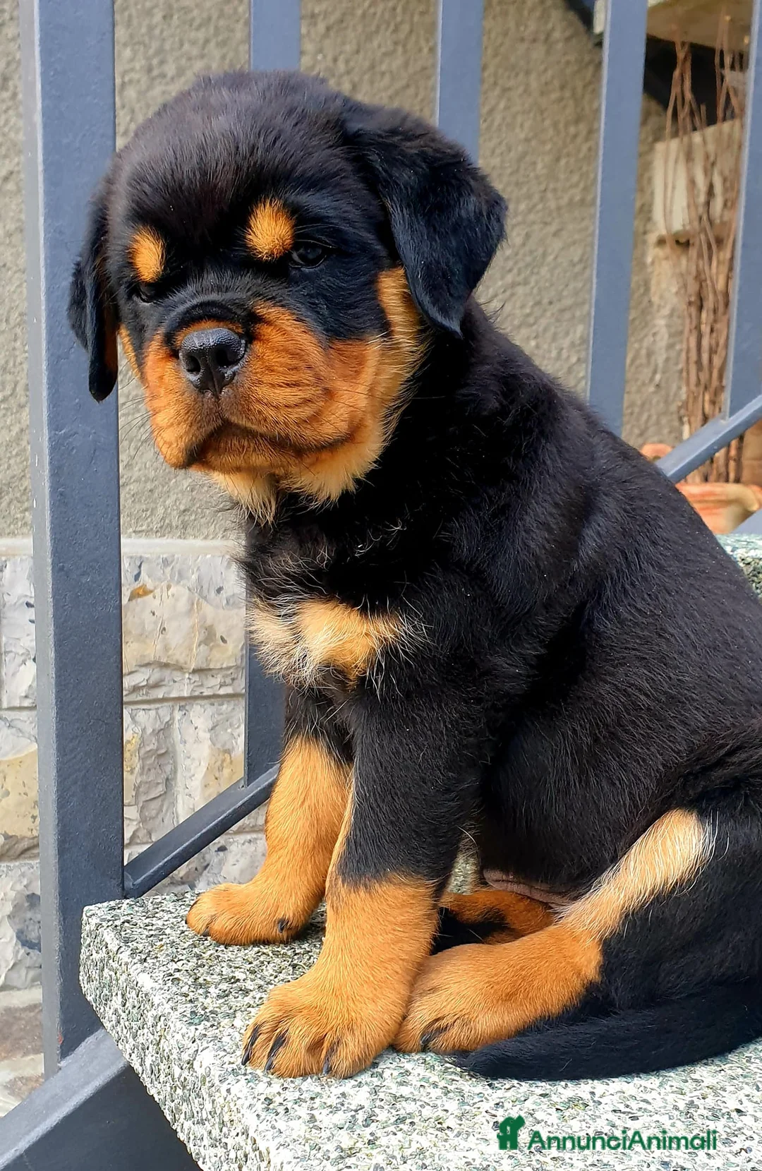 Immagine della galleria {{count}}