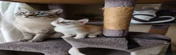 Siamese gatti in vendita: Gattini siamesi tabby - Annuncio 4