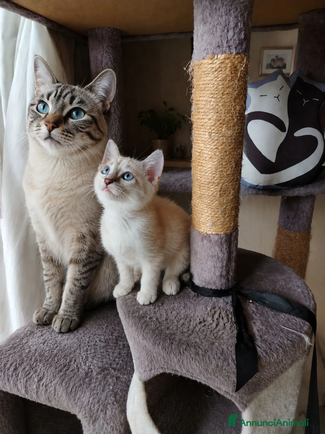 Siamese gatti in vendita: Gattini siamesi tabby - Annuncio 4