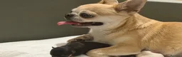 Chihuahua cani in vendita: cuccioli chihuahua - Annuncio 18