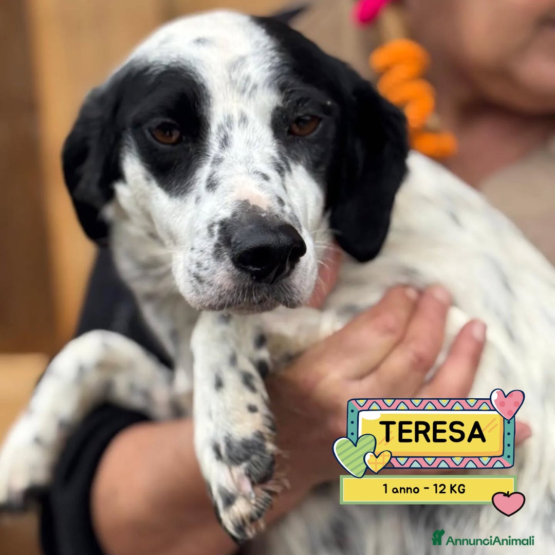 Meticcio cani TERESA dolce cagnolina 1 anno cerca adozione  - Annuncio 18