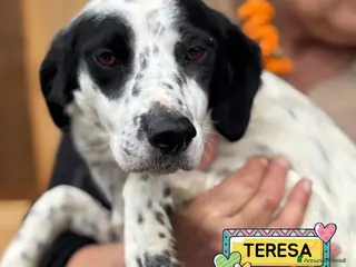 Meticcio cani TERESA dolce cagnolina 1 anno cerca adozione - Annuncio 18