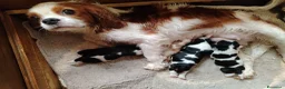 Cavalier King cani in vendita: Cavalier king con pedigree enci  a Provincia di Sondrio - Annuncio 4