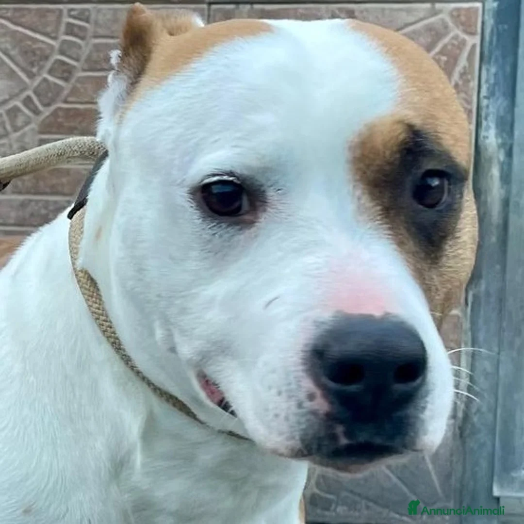 Meticcio cani in regalo: MAYA AMSTAFF - Annuncio 8