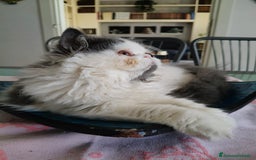 Persiano gatti in vendita: Cucciola persiana  a Provincia di Mantova - Immagine 4