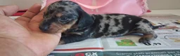 Bassotto cani in vendita: Cuccioli di bassotto  - Annuncio 4