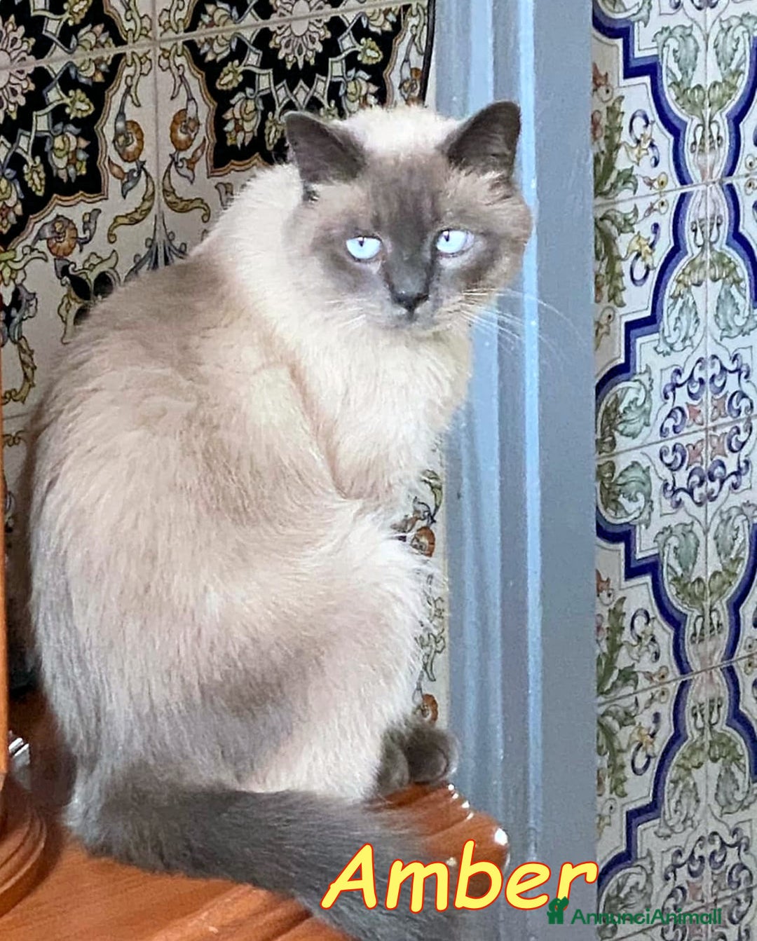 Siamese gatti in regalo: AMBER a Città metropolitana di Roma Capitale - Immagine 4