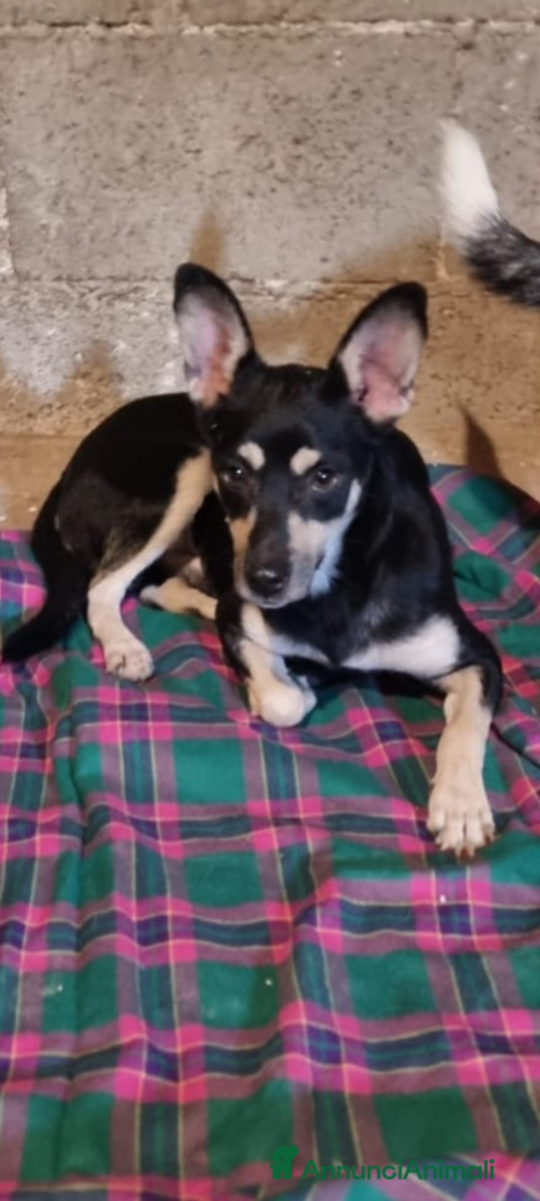 Meticcio cani in regalo: Miele  - Annuncio 5