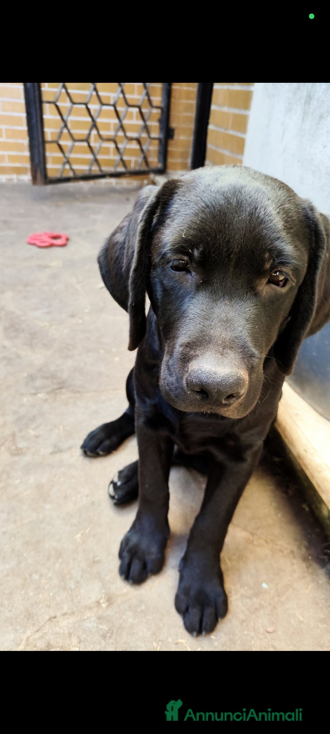 Labrador cani in vendita: Labrador  a Città metropolitana di Roma Capitale - Immagine 3