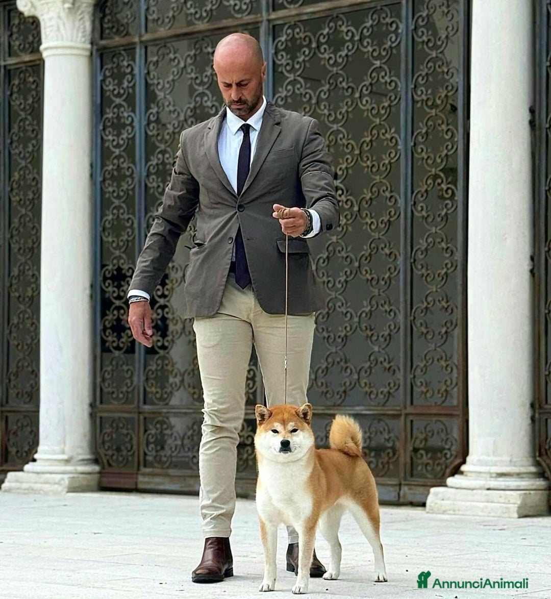 Shiba Inu cani in vendita: SHIBA INU CUCCIOLI  - Annuncio 11