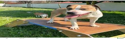 Meticcio cani in regalo: GOLD BELLISSIMO AMSTAFF - Annuncio 3
