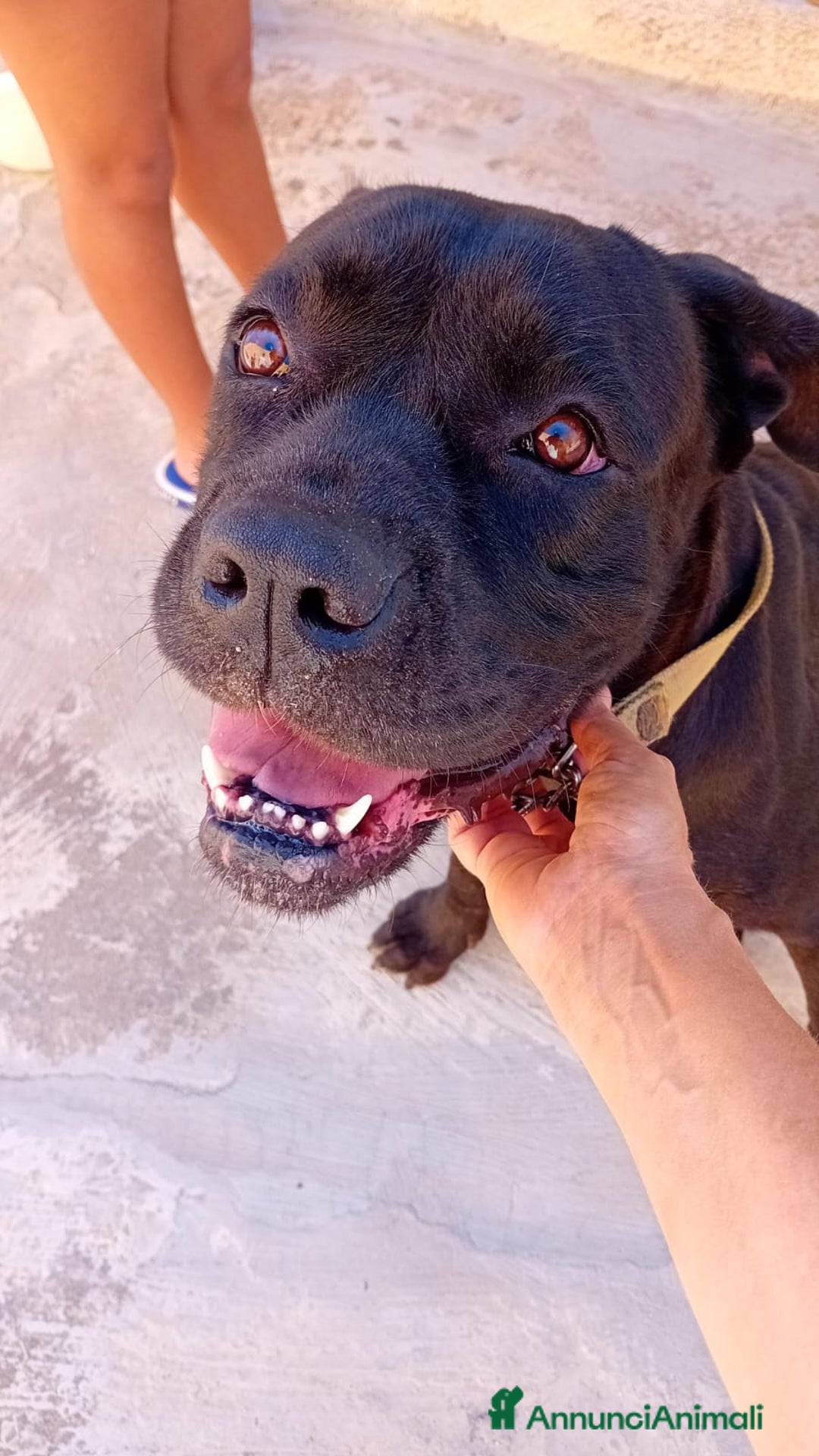 Altre razze cani in regalo: afry  - Annuncio 5