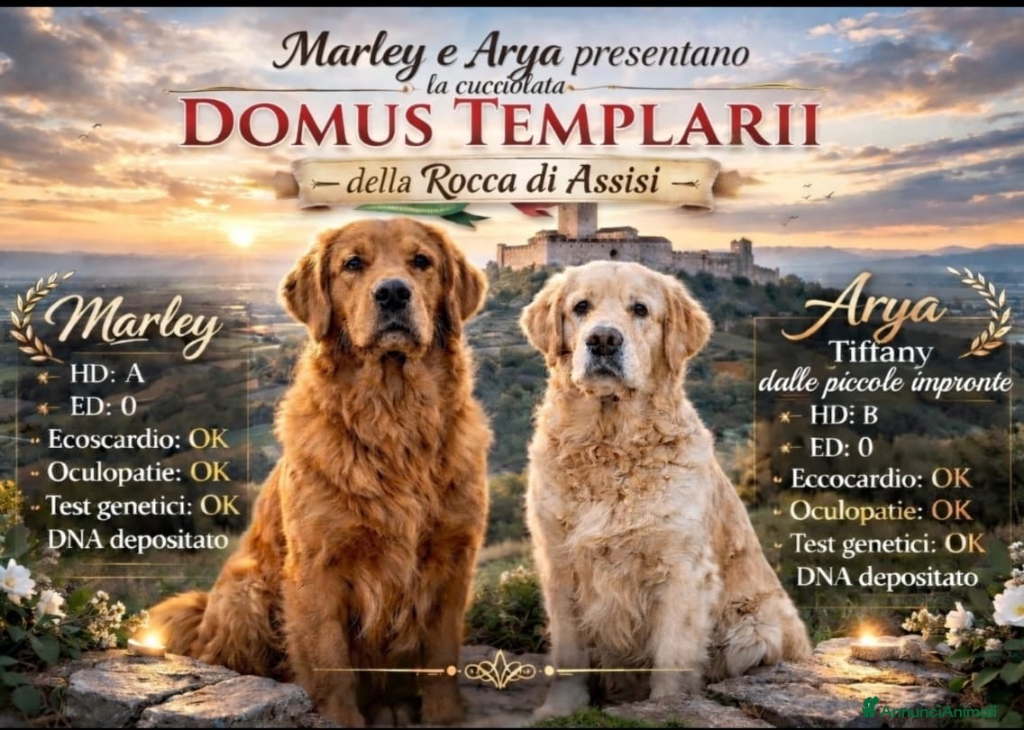 Golden Retriever cani Cucciolata Golden Retriever - genitori selezionati a Provincia di Perugia - Annuncio 1