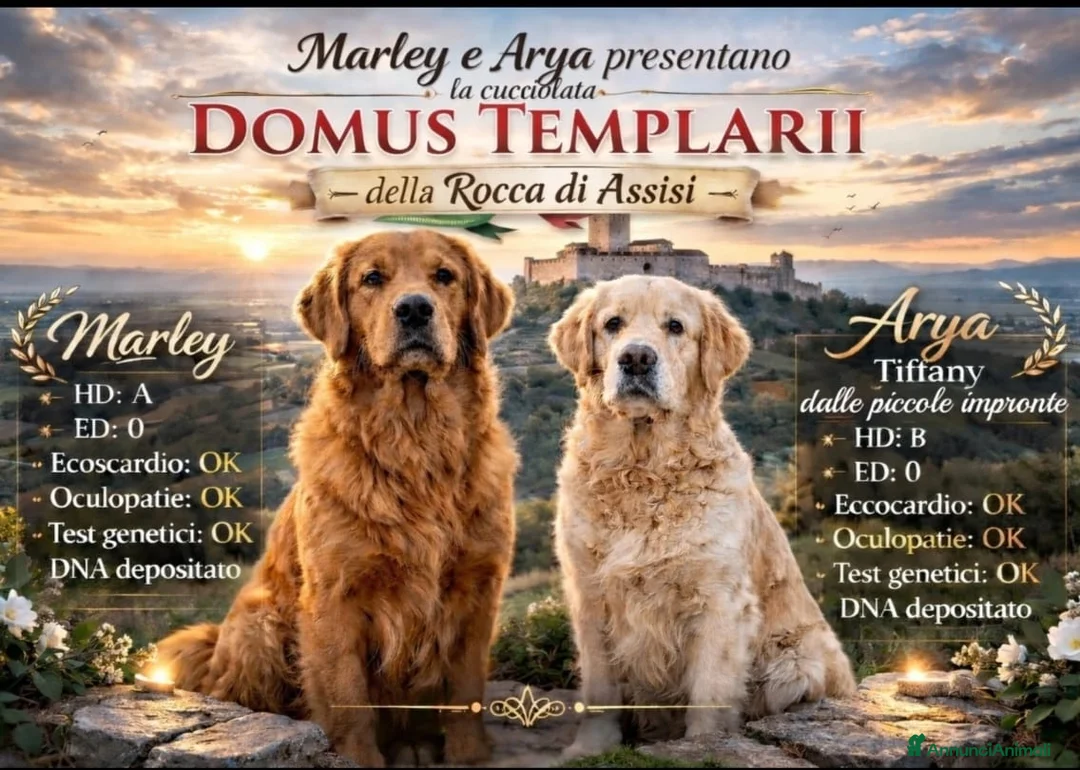 Golden Retriever cani in vendita: Cucciolata Golden Retriever - genitori selezionati a Provincia di Perugia - Annuncio 1