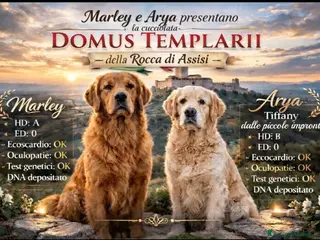 Golden Retriever cani Cucciolata Golden Retriever - genitori selezionati a Provincia di Perugia - Annuncio 3
