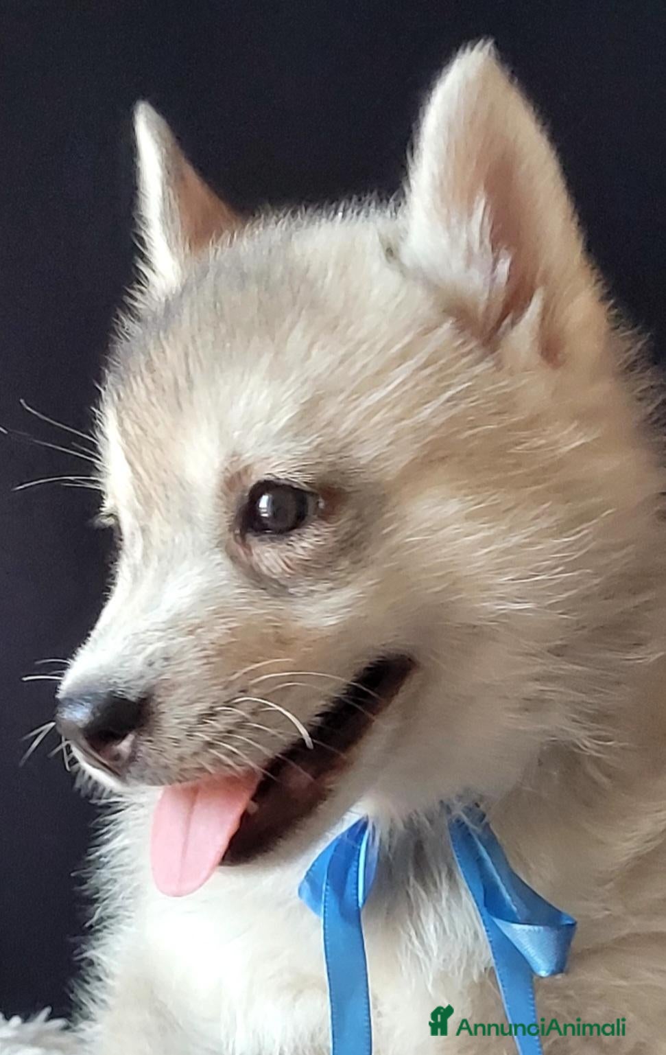Husky cani SIBERIAN HUSKY CUCCIOLATA CON PEDIGREE  - Annuncio 14