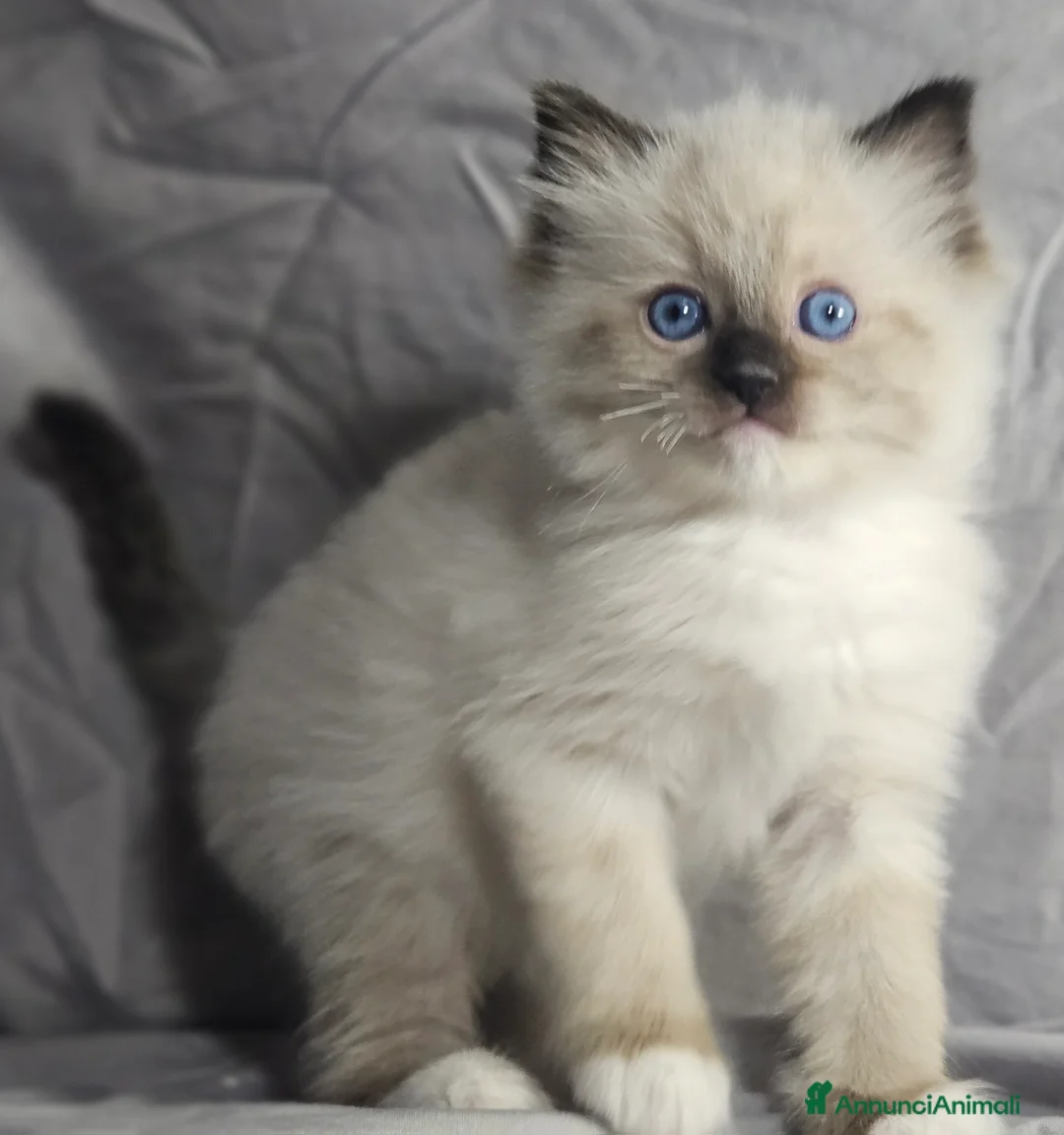 Ragdoll gatti in vendita: Stupenda cucciolata Ragdoll - Annuncio 5