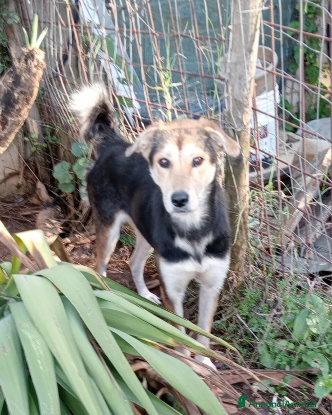 Meticcio cani in regalo: UNA FAMIGLIA PER LINA - Annuncio 2