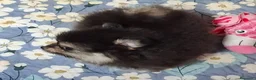 Volpino Pomerania cani in vendita: Spitz di pomerania nano - Annuncio 6
