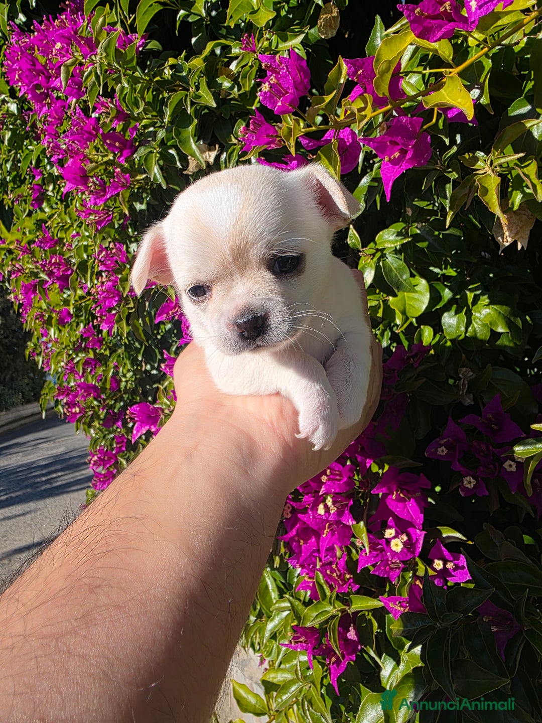 Chihuahua cani in vendita: Dolcissimi Chihuahua bianchi  - Annuncio 2