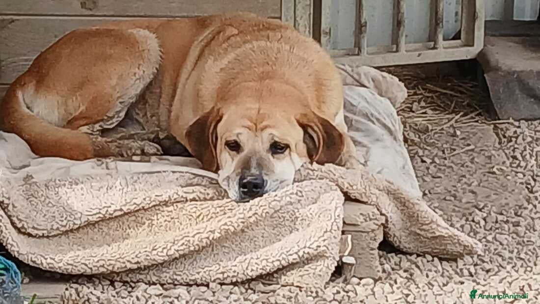 Meticcio cani JACK TANTI ANNI IN UN CANILE DEL SUD, IN ADOZIONE - Annuncio 2