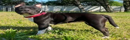 Meticcio cani in regalo: ZARA BELLISSIMA PIT - Annuncio 3