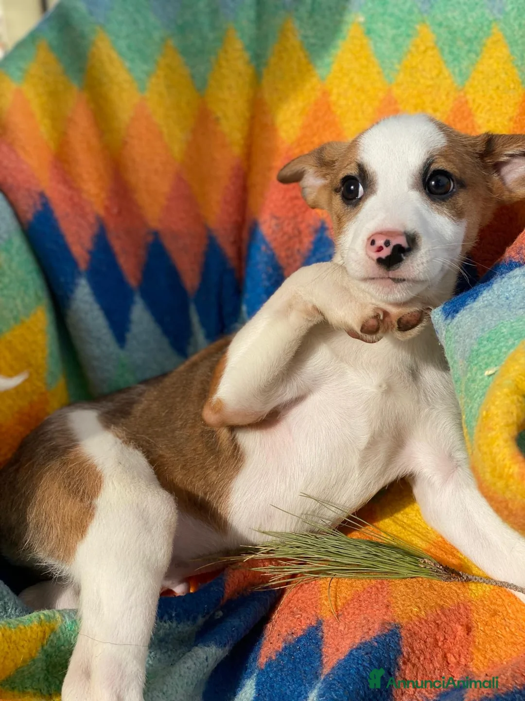 Meticcio cani in regalo: DONATO💙-cucciolo taglia contenuta.Adozione saltat - Annuncio 6