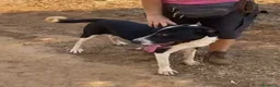 Meticcio cani in regalo: Oliver 14mesi(mamma Pitbull)cresce in box CALABRIA - Annuncio 2