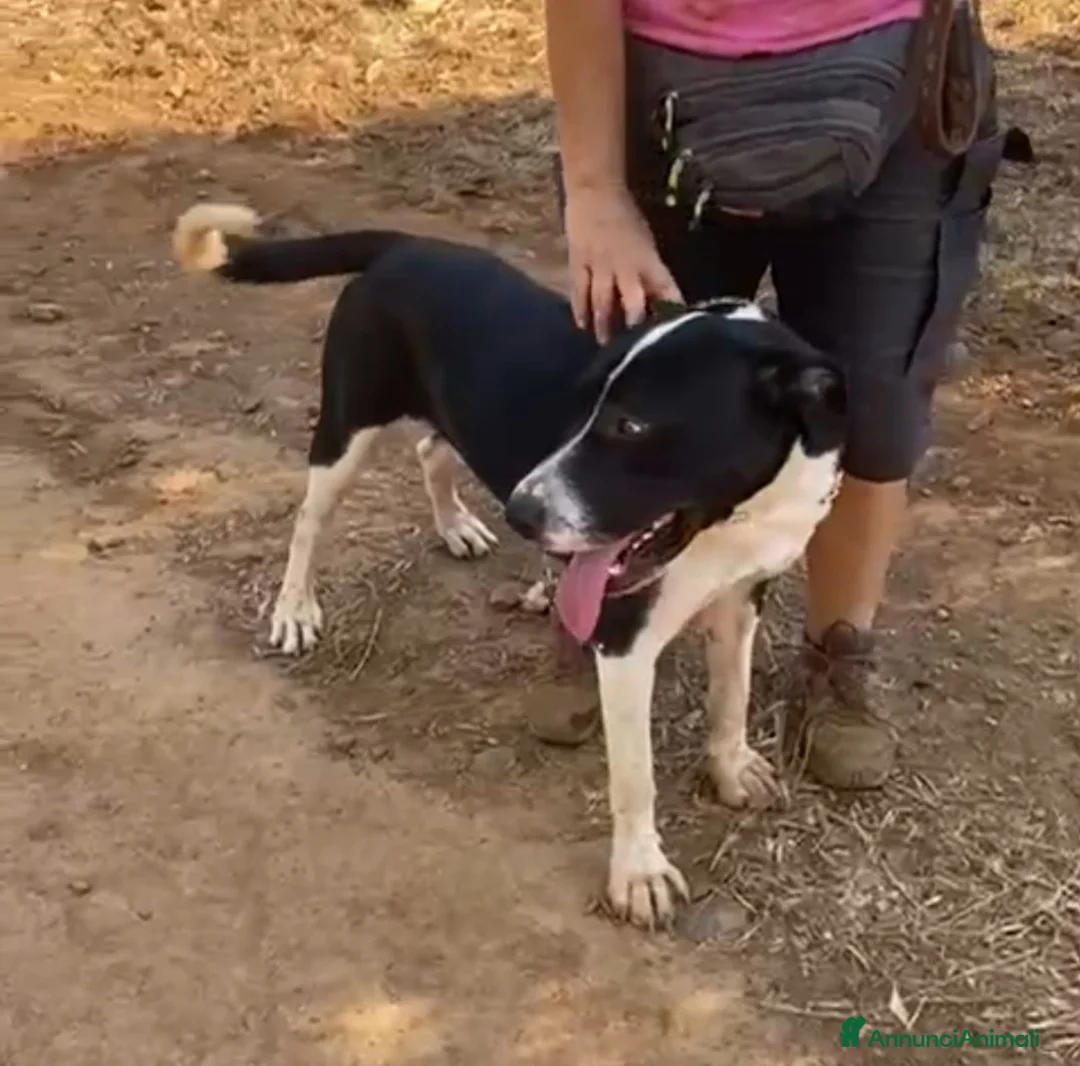 Meticcio cani in regalo: Oliver 14mesi(mamma Pitbull)cresce in box CALABRIA - Annuncio 2