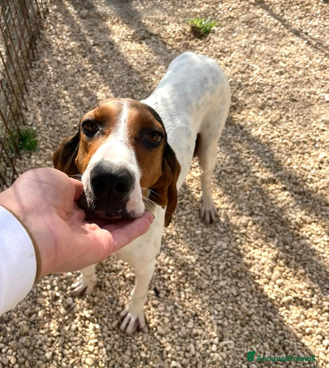 Segugio cani in regalo: ADOTTA PENNY a Provincia di Arezzo - Annuncio 1
