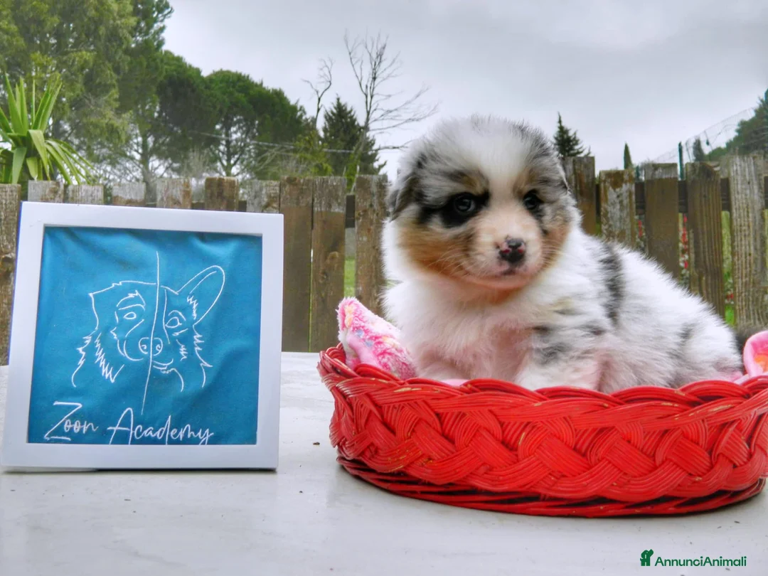 Australian Shepherd cani in vendita: Cuccioli alta genealogia Pastore Australiano - Annuncio 6