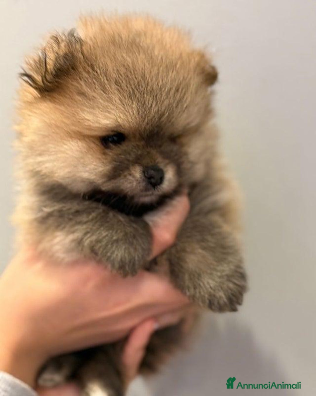 Volpino Pomerania cani in vendita: Bellissimi cuccioli di Pomerania di razza pura  - Annuncio 12