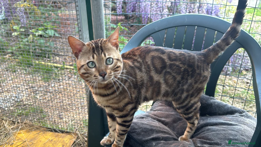 Meticcio gatti in vendita: Millefiori gattini (bengal esotici) - Annuncio 2