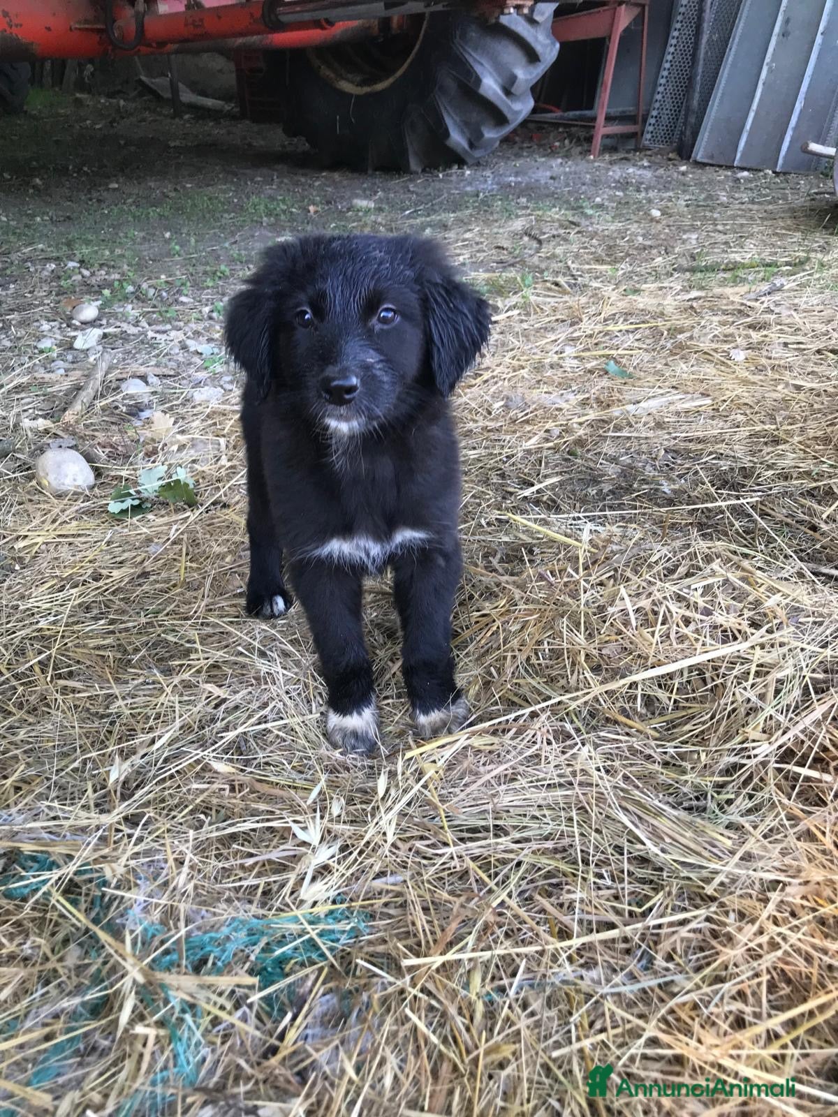 Pastore della Sila cani in vendita: Pastore della Sila  - Annuncio 7