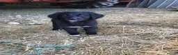 Pastore della Sila cani in vendita: Pastore della Sila  - Annuncio 1