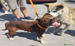 Pitbull cani in regalo: DALILA giovane,adorabile e fedele! Buona con tutti - Immagine 4