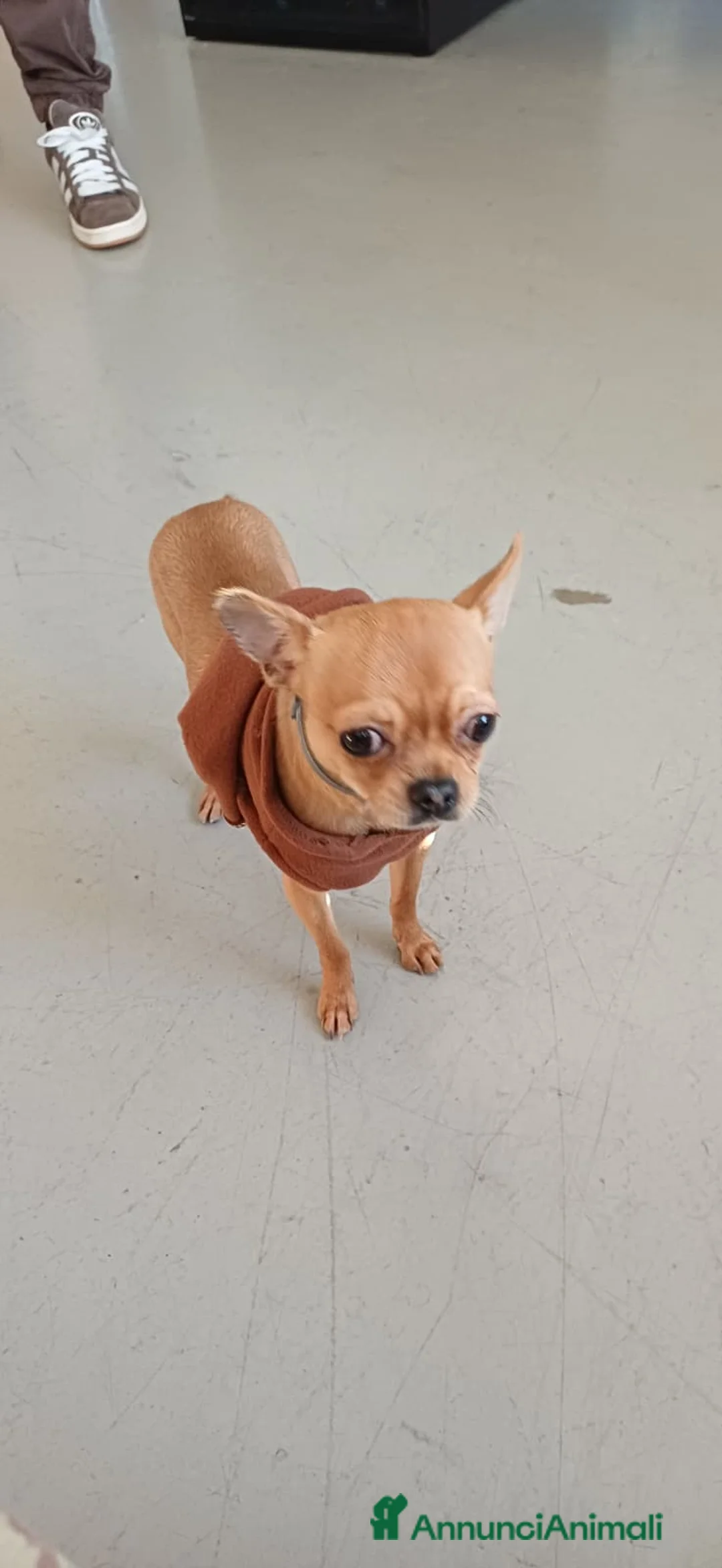 Chihuahua cani in vendita: Chihuahua pelo corto 14 mesi guinzaglio traversina - Annuncio 9