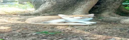 Meticcio gatti in regalo: Gattini cercano casa - Annuncio 5