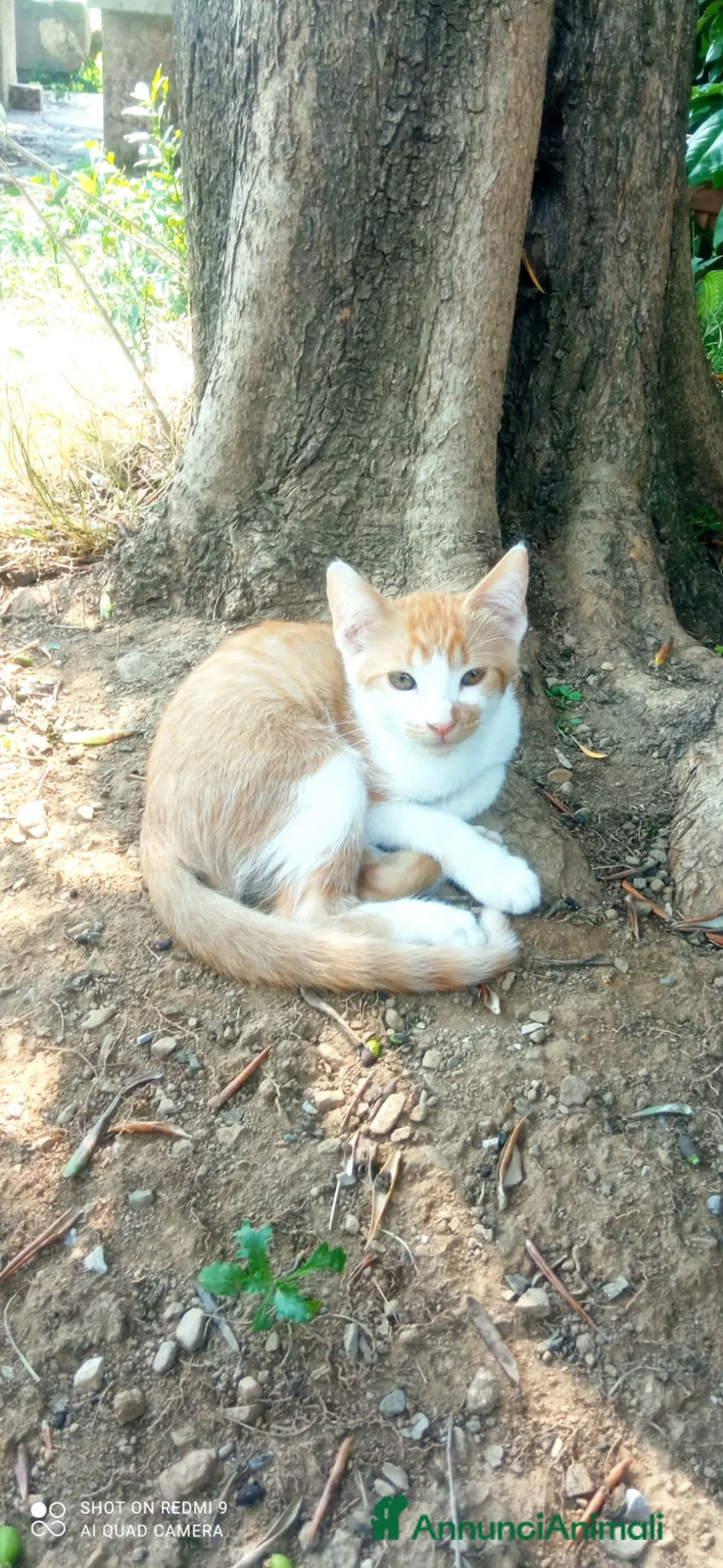 Meticcio gatti in regalo: Gattini cercano casa - Annuncio 5