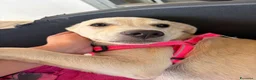 Meticcio cani in regalo: 🐾 CERCASI CASA PER LA VITA! 🐾 - Annuncio 4