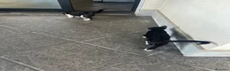 Meticcio gatti in regalo: Gattini da regalare  a Provincia di Asti - Annuncio 4