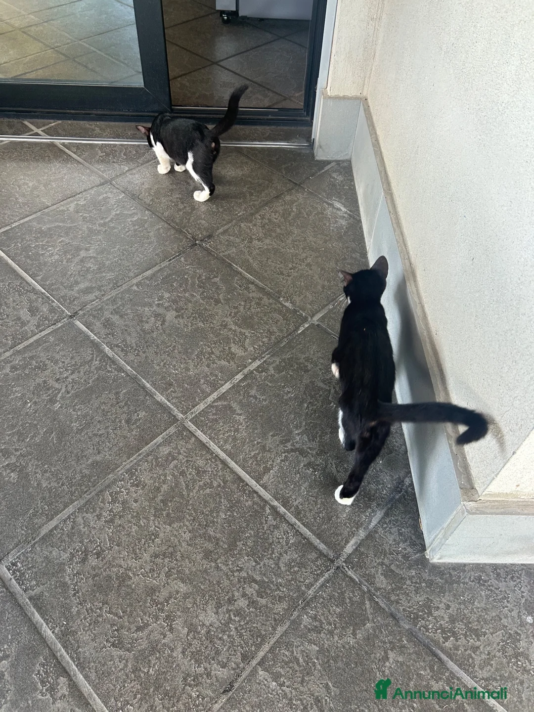 Meticcio gatti in regalo: Gattini da regalare  a Provincia di Asti - Annuncio 4