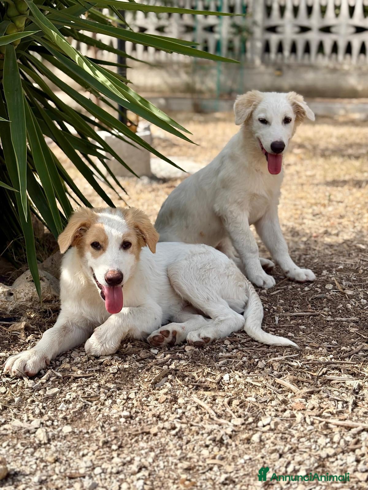 Meticcio cani Alex e Franz - Annuncio 2
