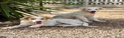 Meticcio cani in regalo: Alex e Franz - Annuncio 1