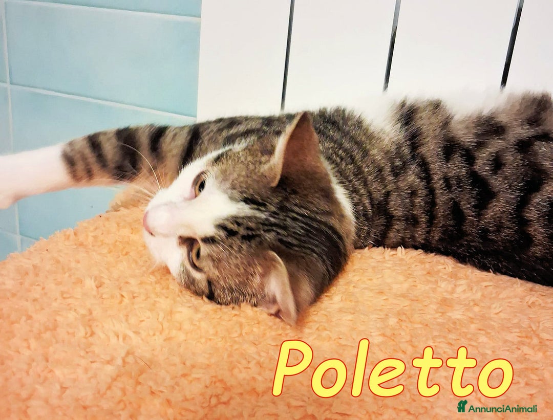 Europeo gatti in regalo: PAOLETTO GATTINO DOLCISSIMO DI 4 MESI - Annuncio 2