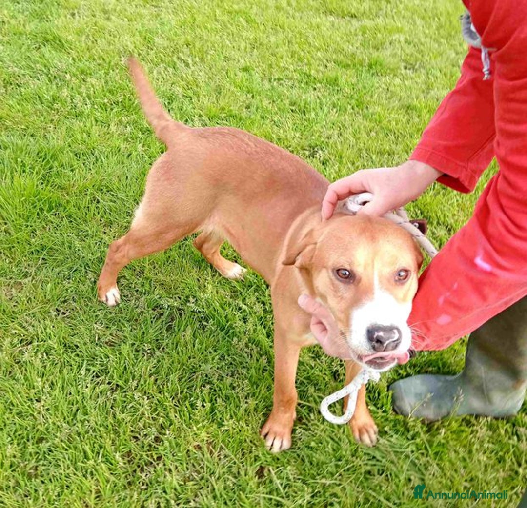 Meticcio cani in regalo: Cucciola Darling di nome e di fatto a Provincia di Latina - Annuncio 1