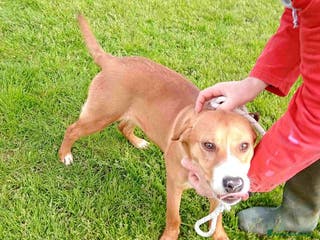 Meticcio cani Cucciola Darling di nome e di fatto a Provincia di Latina - Annuncio 40