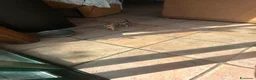 Chihuahua cani in vendita: Splendidi cuccioli di Chihuahua - Annuncio 13